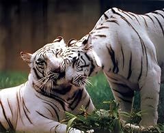 Pair white bengal for sale  Delivered anywhere in USA 