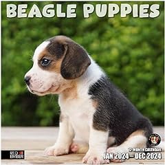 Red ember beagle for sale  Delivered anywhere in USA 