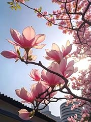 Magnolia tree seeds for sale  Delivered anywhere in USA 