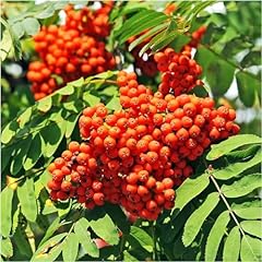 Mountain ash plants for sale  Delivered anywhere in UK