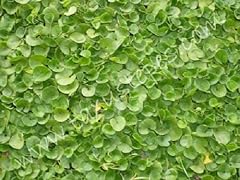 1000 dichondra repens for sale  Delivered anywhere in USA 