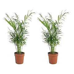 Bloomique set chamaedorea usato  Spedito ovunque in Italia 