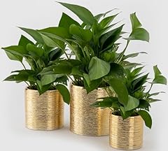 Romandeco craft indoor for sale  Delivered anywhere in USA 