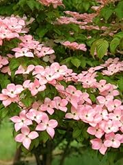 Kousa pink dogwood for sale  Delivered anywhere in USA 