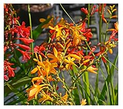 10x crocosmia mix for sale  Delivered anywhere in UK