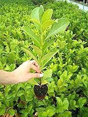 Lauroceraso"Prunus laurocerasus" pianta in vaso biodegradabile usato  Spedito ovunque in Italia 