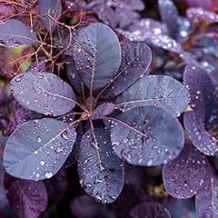 Purple smoke tree for sale  Delivered anywhere in USA 
