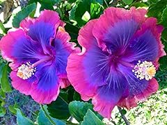 Seeds pink purple for sale  Delivered anywhere in USA 
