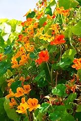 Nasturtium mixed flower for sale  Delivered anywhere in UK