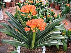 Cheap clivia seeds d'occasion  Livré partout en France