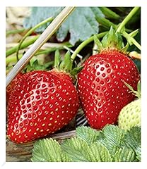 Baldur garten immertragende gebraucht kaufen  Wird an jeden Ort in Deutschland