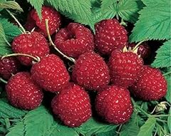 Nova red raspberry for sale  Delivered anywhere in USA 