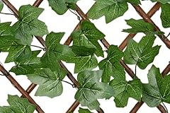 Boston ivy willow for sale  Delivered anywhere in UK