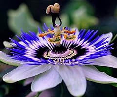 Cemeha seeds passionflower for sale  Delivered anywhere in USA 