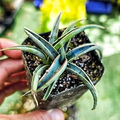 Banana yucca plant for sale  Delivered anywhere in USA 