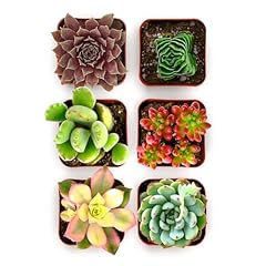 Shop succulents colorful for sale  Delivered anywhere in USA 