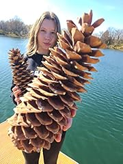 Sugar pine cones for sale  Delivered anywhere in USA 