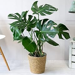 Monstera cheese plant for sale  Delivered anywhere in Ireland