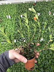 Generic goldfish plant for sale  Delivered anywhere in USA 