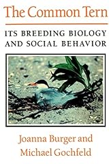 Common tern breeding for sale  Delivered anywhere in UK