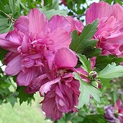 Raspberry smoothie hibiscus for sale  Delivered anywhere in USA 
