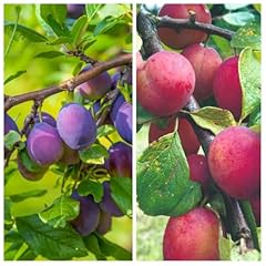 Plum duo plum for sale  Delivered anywhere in UK