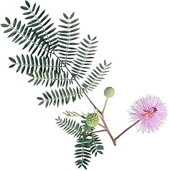 100 sensitive plant for sale  Delivered anywhere in USA 