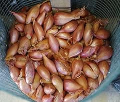 Patate semina formato usato  Spedito ovunque in Italia 
