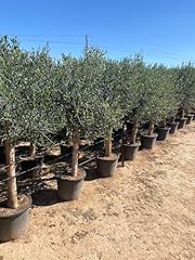 Sunny tree olive usato  Spedito ovunque in Italia 