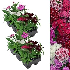 Carbeth plants dianthus for sale  Delivered anywhere in UK