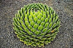 Queen victoria agave for sale  Delivered anywhere in USA 