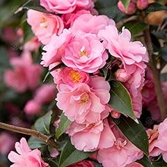 Gardenersdream camellia willia for sale  Delivered anywhere in UK