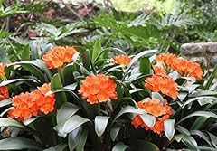 Peragashop miniate clivia for sale  Delivered anywhere in UK