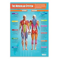 Daydream education muscular for sale  Delivered anywhere in UK