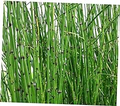 Verr pots horsetail for sale  Delivered anywhere in USA 