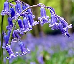 Woodland bulbs english for sale  Delivered anywhere in UK