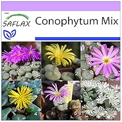 Saflax flowering stones for sale  Delivered anywhere in UK