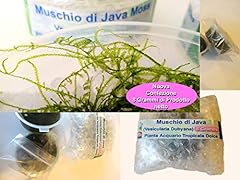 Muschio java pianta usato  Spedito ovunque in Italia 