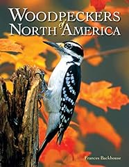 Woodpeckers north america for sale  Delivered anywhere in USA 