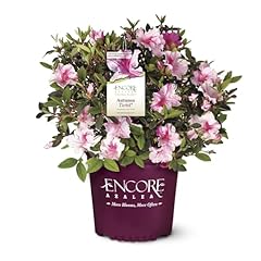 Gallon azalea encore for sale  Delivered anywhere in USA 