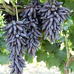 Saterkali semi uva usato  Spedito ovunque in Italia 