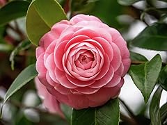 Camelia rosa camellia usato  Spedito ovunque in Italia 