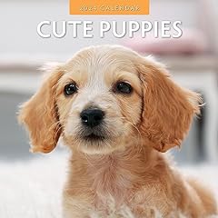 Cute puppies 2024 for sale  Delivered anywhere in UK