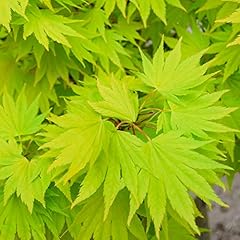 Acer shirasawanum jordan gebraucht kaufen  Wird an jeden Ort in Deutschland