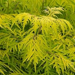 Sambucus racemosa lemony for sale  Delivered anywhere in UK