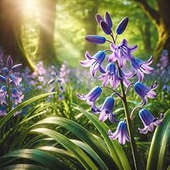 Spanish bells bulbs for sale  Delivered anywhere in USA 