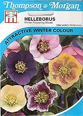 Helleborus winter for sale  Delivered anywhere in UK