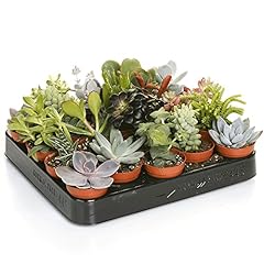 Set different succulent for sale  Delivered anywhere in UK