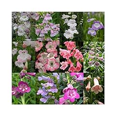 Ultimate penstemon collection for sale  Delivered anywhere in Ireland