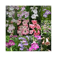 Ultimate penstemon collection for sale  Delivered anywhere in UK